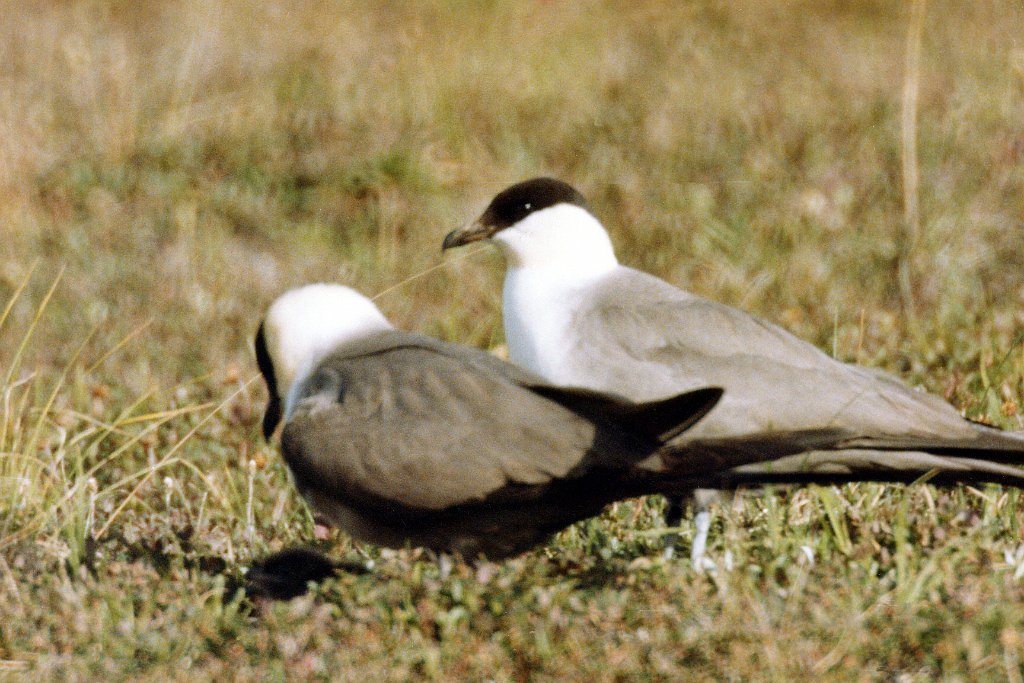 Jaegar, Long-tailed 1b B02P72I01.jpg - Long-tailed Jaeger